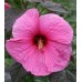Гибискус Hibiscus Royal Gems